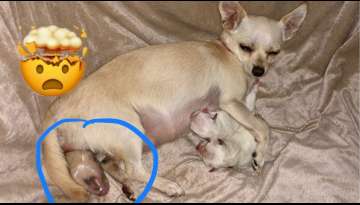 How Does Dogs Give Birth?